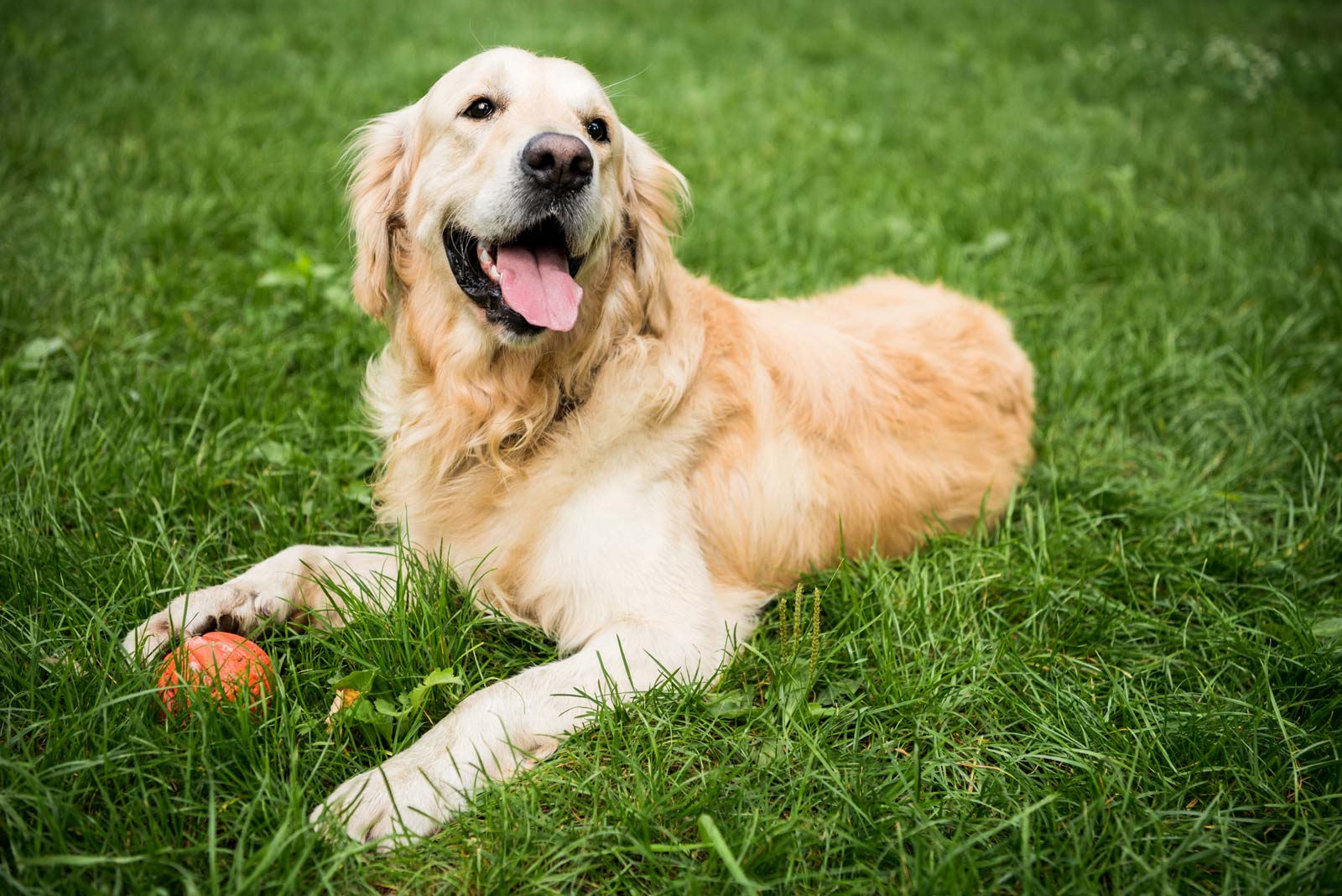 adorable-golden-retriever-dog-lying-on-green-lawn-2022-12-16-19-19-22-utc.jpg